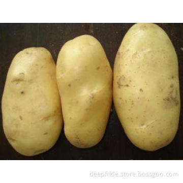 Natural Yellow Skin Organic Fresh Holland Potato Large Size
